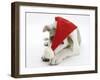 White-And-Merle Border Collie-Cross Puppy, Ice, 14 Weeks, Wearing a Father Christmas Hat-Mark Taylor-Framed Photographic Print