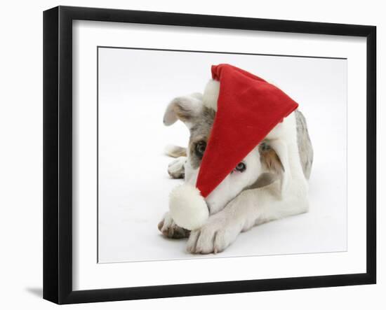 White-And-Merle Border Collie-Cross Puppy, Ice, 14 Weeks, Wearing a Father Christmas Hat-Mark Taylor-Framed Photographic Print