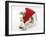 White-And-Merle Border Collie-Cross Puppy, Ice, 14 Weeks, Wearing a Father Christmas Hat-Mark Taylor-Framed Photographic Print