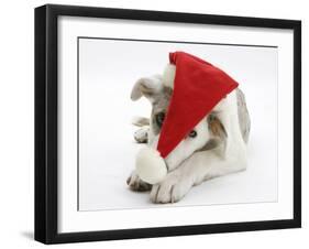 White-And-Merle Border Collie-Cross Puppy, Ice, 14 Weeks, Wearing a Father Christmas Hat-Mark Taylor-Framed Photographic Print