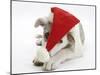 White-And-Merle Border Collie-Cross Puppy, Ice, 14 Weeks, Wearing a Father Christmas Hat-Mark Taylor-Mounted Photographic Print