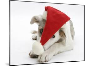 White-And-Merle Border Collie-Cross Puppy, Ice, 14 Weeks, Wearing a Father Christmas Hat-Mark Taylor-Mounted Photographic Print