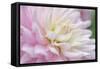 White and Pink Dahlia-Cora Niele-Framed Stretched Canvas