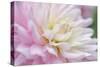 White and Pink Dahlia-Cora Niele-Stretched Canvas