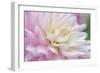 White and Pink Dahlia-Cora Niele-Framed Photographic Print