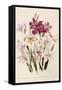 White and Pink Gladioli-null-Framed Stretched Canvas