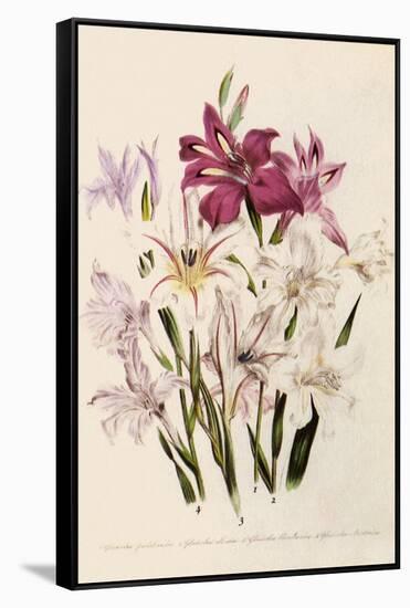 White and Pink Gladioli-null-Framed Stretched Canvas