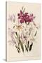 White and Pink Gladioli-null-Stretched Canvas