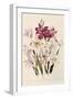 White and Pink Gladioli-null-Framed Giclee Print