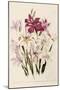White and Pink Gladioli-null-Mounted Giclee Print