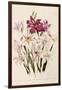 White and Pink Gladioli-null-Framed Giclee Print