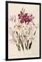 White and Pink Gladioli-null-Framed Giclee Print