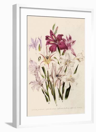 White and Pink Gladioli-null-Framed Giclee Print