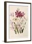 White and Pink Gladioli-null-Framed Giclee Print