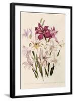 White and Pink Gladioli-null-Framed Giclee Print