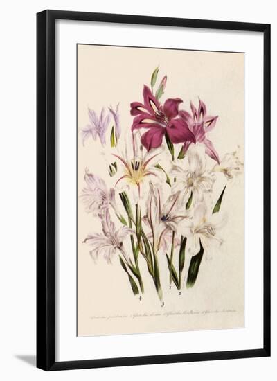 White and Pink Gladioli-null-Framed Giclee Print