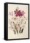 White and Pink Gladioli-null-Framed Stretched Canvas