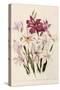 White and Pink Gladioli-null-Stretched Canvas