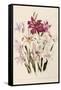 White and Pink Gladioli-null-Framed Stretched Canvas