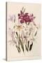 White and Pink Gladioli-null-Stretched Canvas