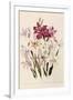 White and Pink Gladioli-null-Framed Giclee Print