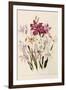 White and Pink Gladioli-null-Framed Giclee Print