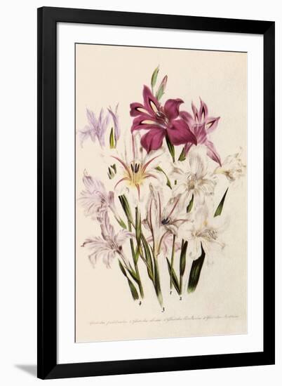 White and Pink Gladioli-null-Framed Giclee Print