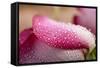 White and Pink Petal of Rose with Water Drops-Carlo Amodeo-Framed Stretched Canvas