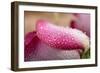 White and Pink Petal of Rose with Water Drops-Carlo Amodeo-Framed Photographic Print
