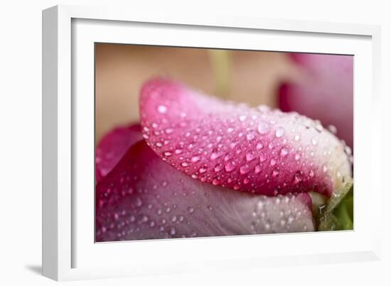 White and Pink Petal of Rose with Water Drops-Carlo Amodeo-Framed Photographic Print