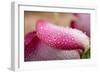 White and Pink Petal of Rose with Water Drops-Carlo Amodeo-Framed Photographic Print