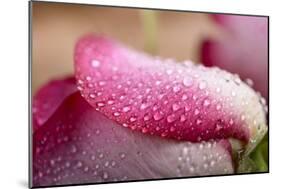 White and Pink Petal of Rose with Water Drops-Carlo Amodeo-Mounted Photographic Print