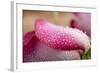 White and Pink Petal of Rose with Water Drops-Carlo Amodeo-Framed Photographic Print