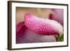 White and Pink Petal of Rose with Water Drops-Carlo Amodeo-Framed Photographic Print