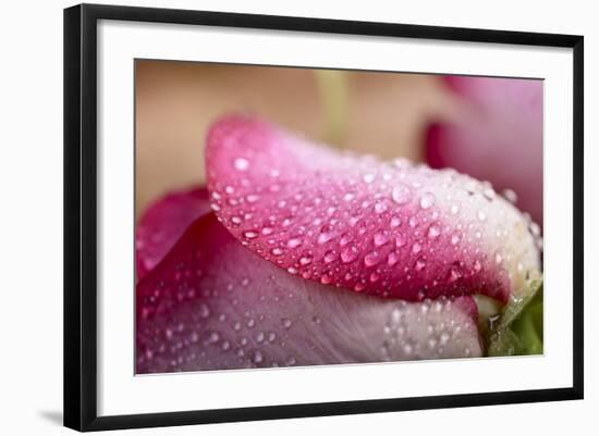 White and Pink Petal of Rose with Water Drops-Carlo Amodeo-Framed Photographic Print