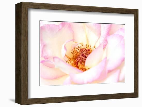 White and Pink rose, Minneapolis, Minnesota-Adam Jones-Framed Photographic Print