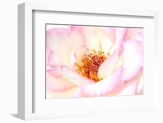 White and Pink rose, Minneapolis, Minnesota-Adam Jones-Framed Photographic Print