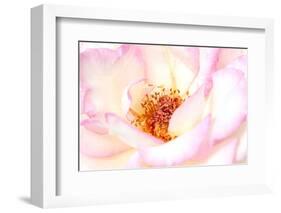 White and Pink rose, Minneapolis, Minnesota-Adam Jones-Framed Photographic Print