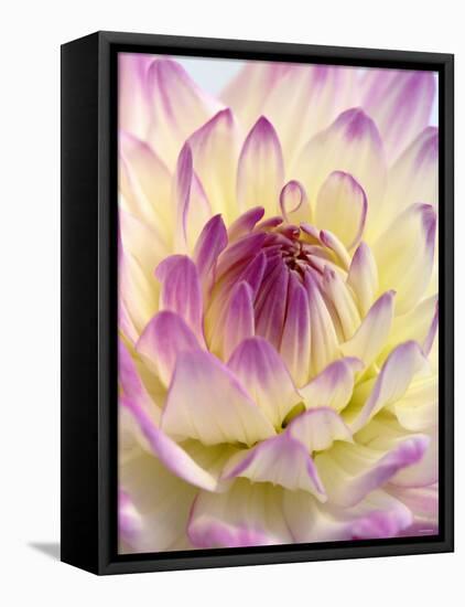 White and Purple Dahlia-Gerhard Bumann-Framed Stretched Canvas