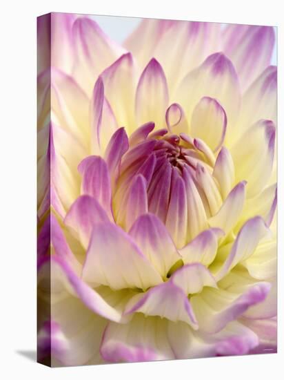 White and Purple Dahlia-Gerhard Bumann-Stretched Canvas