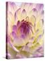 White and Purple Dahlia-Gerhard Bumann-Stretched Canvas