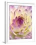 White and Purple Dahlia-Gerhard Bumann-Framed Photographic Print