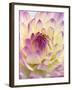 White and Purple Dahlia-Gerhard Bumann-Framed Photographic Print