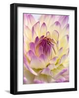 White and Purple Dahlia-Gerhard Bumann-Framed Photographic Print