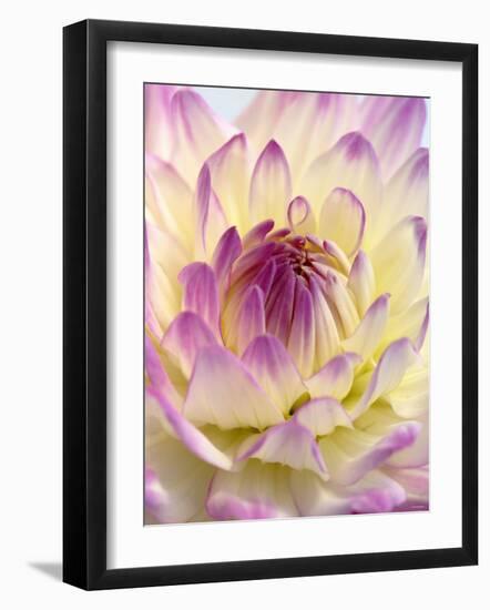 White and Purple Dahlia-Gerhard Bumann-Framed Photographic Print