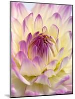 White and Purple Dahlia-Gerhard Bumann-Mounted Photographic Print