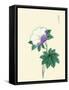 White And Purple Flower On Stem With Green Leaves-Megata Morikaga-Framed Stretched Canvas