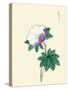 White And Purple Flower On Stem With Green Leaves-Megata Morikaga-Stretched Canvas