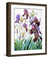 White and Purple Irises-Christopher Ryland-Framed Giclee Print