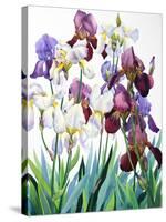 White and Purple Irises-Christopher Ryland-Stretched Canvas